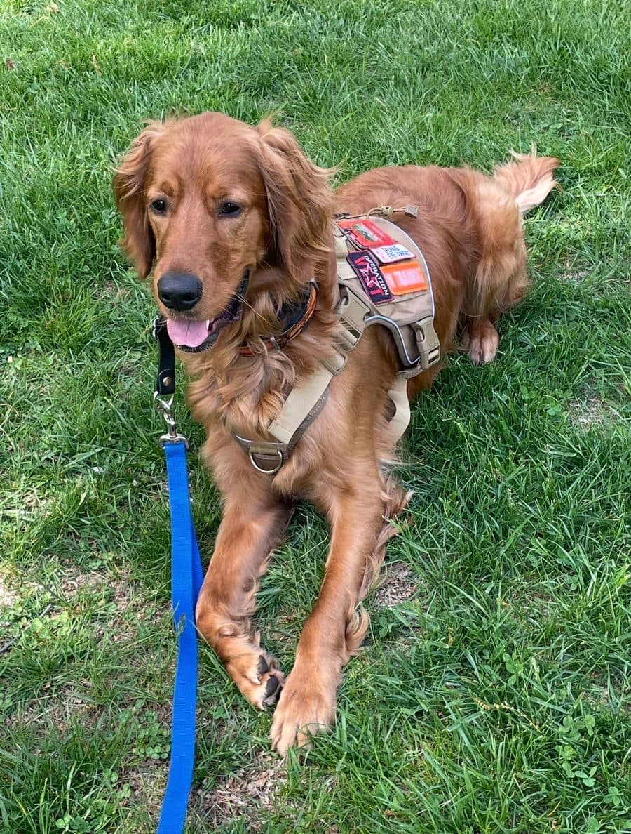 Dog wearing a training vest out on a walk