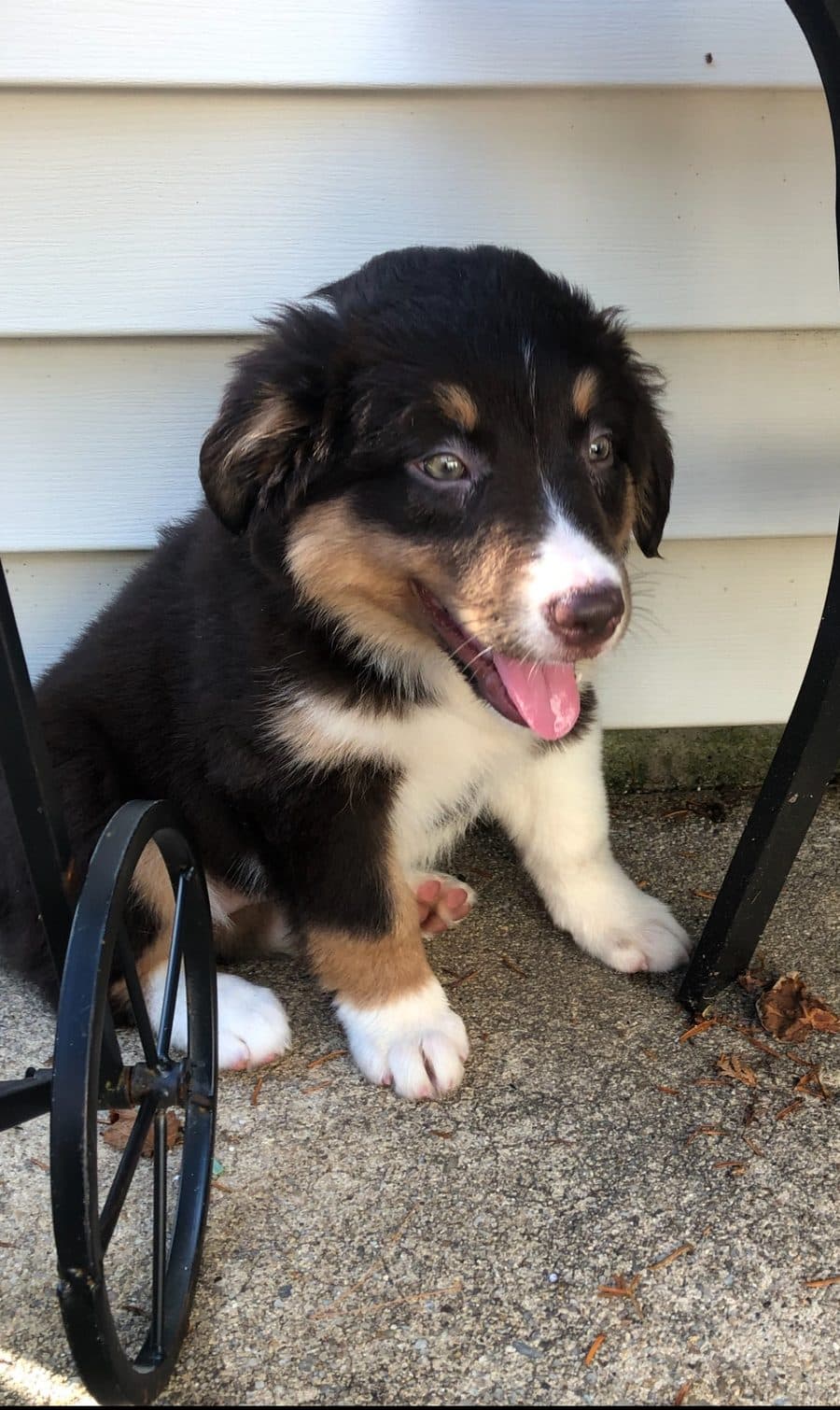 Australian Shepherd puppy learning basic manners