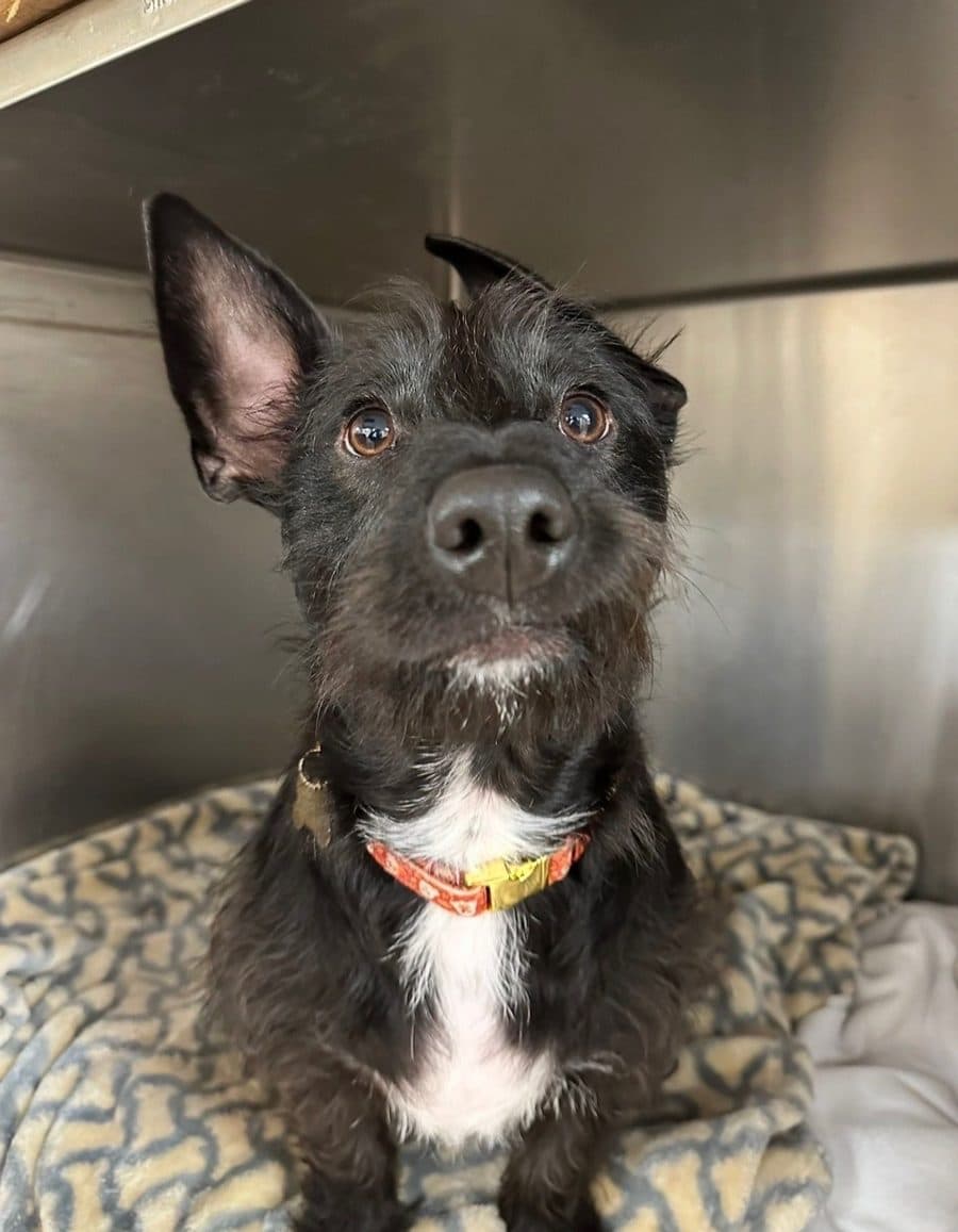 Black terrier mix puppy during a training visit