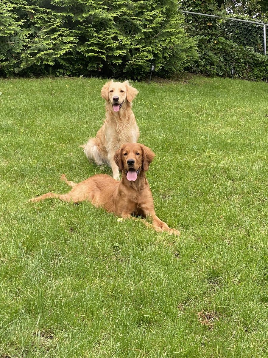 Two golden retrievers relaxing together in the backyard