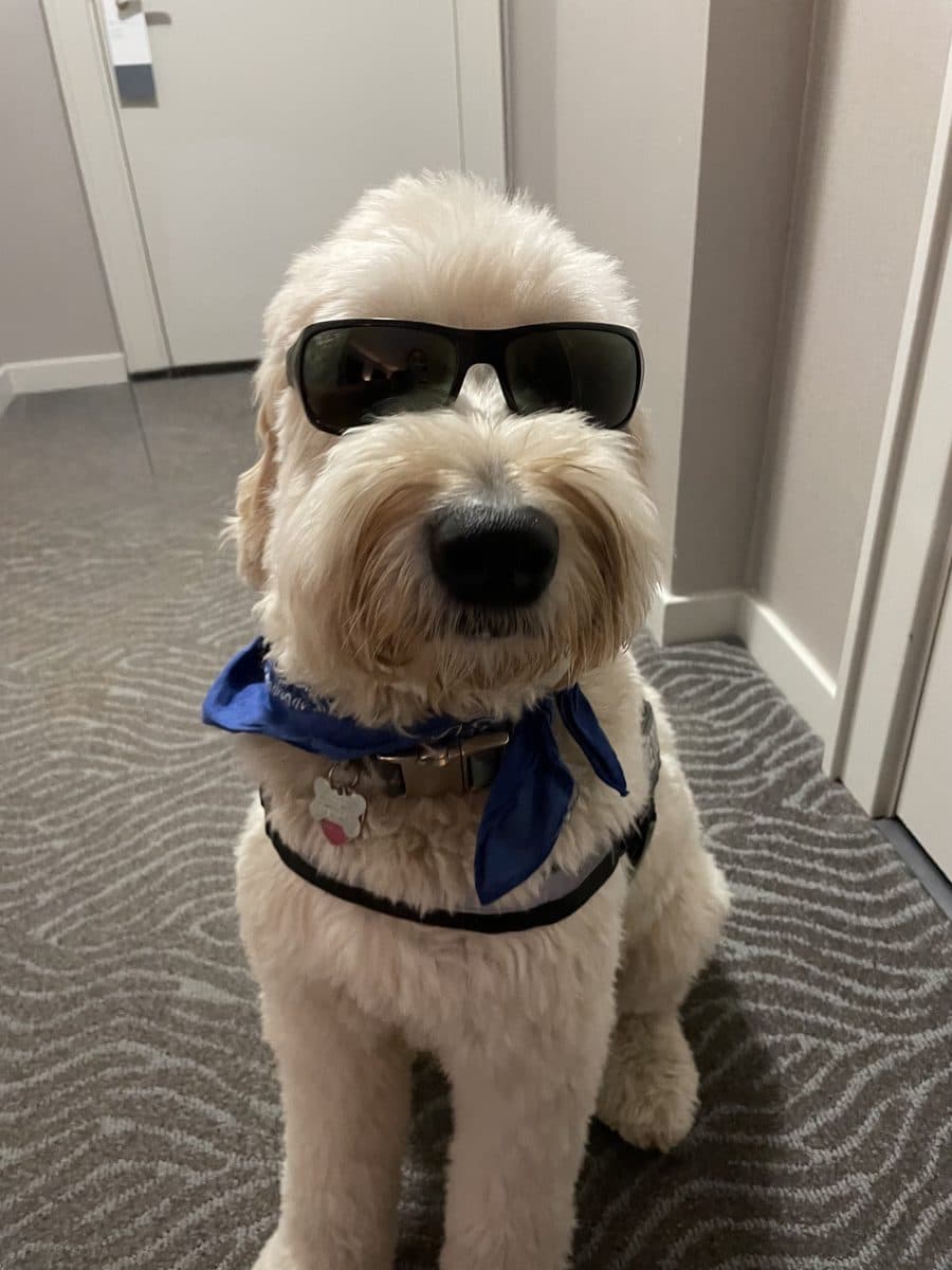 Goldendoodle dressed up in sunglasses and a bandana