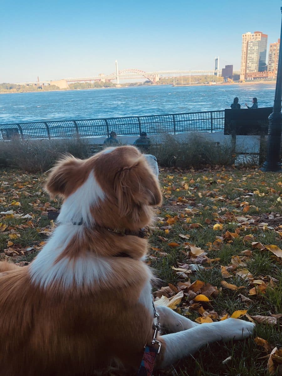 Dog taking in the waterfront view on a walk
