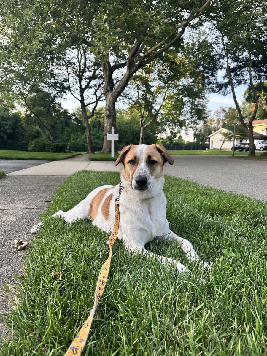 Mixed-breed dog resting on the lawn during a visit